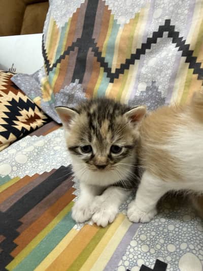 Persian kittens