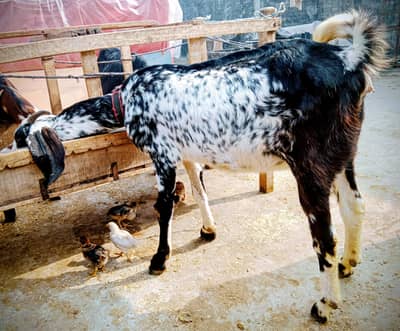 Pregnant goat for sale
