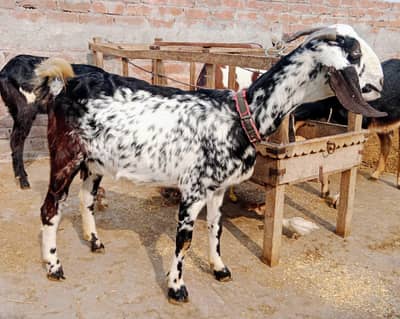 Pregnant goat for sale
