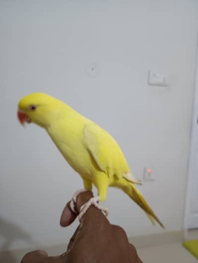 yellow ring neck