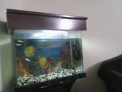 Aquarium with fishes