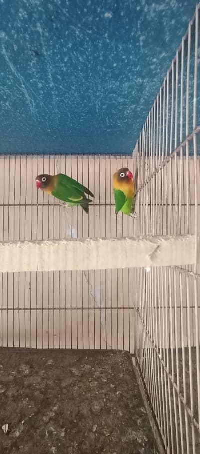 love birds mix mutations breeder pairs
