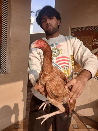 Aseel old Breed Hens aseel chicken