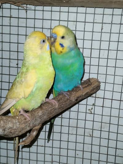 1 rainbow and common bujri with eggs pair