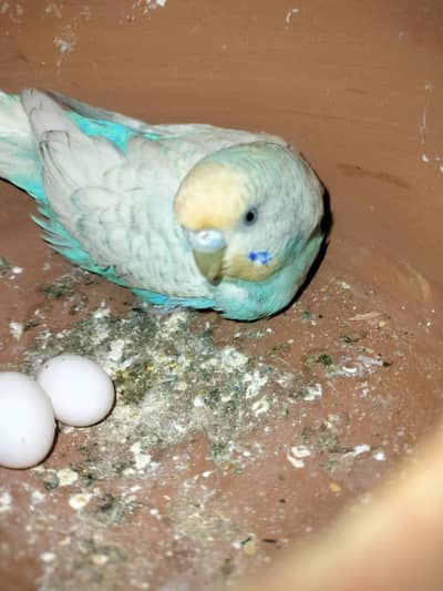 2 common bujri with eggs and seplt black face possible grey and blue