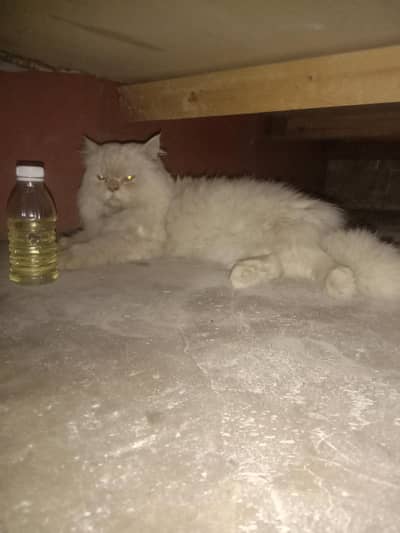 ye cat bohat beautiful hu