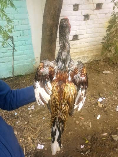 aseel murga for sale