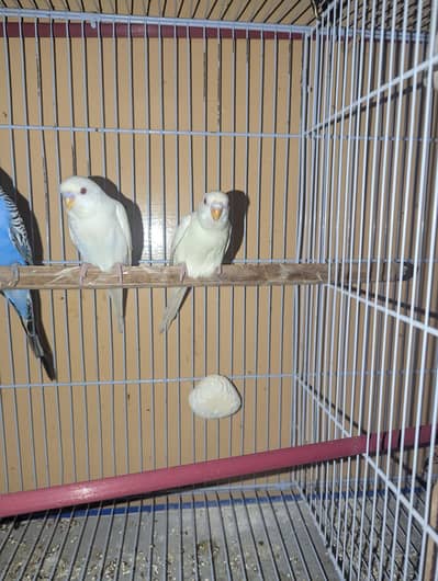 Red eye budgies parrot