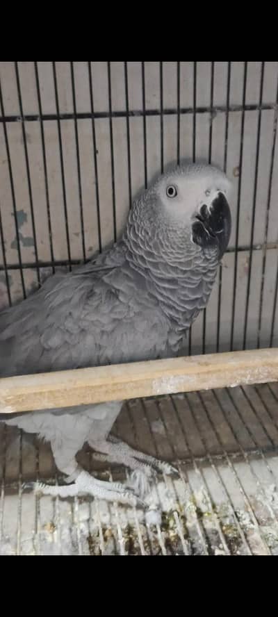 grey parrot female and red color  and Swinsin  lorry breeder pair