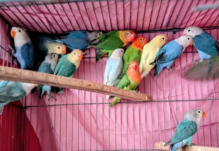 Love Birds Mix Motition Chiks For Sale