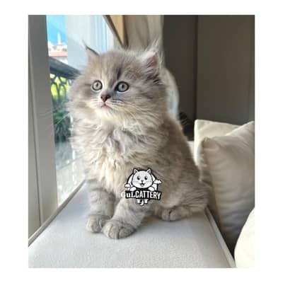 Persian British punch face piki face kitten cat available