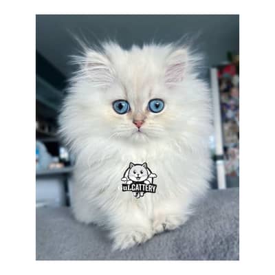 Persian British punch face piki face kitten cat available