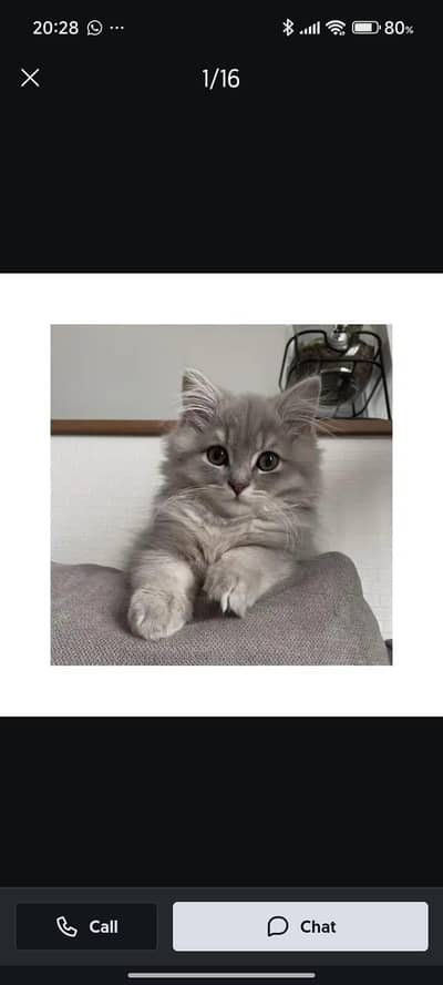 Persian British punch face piki face kitten cat available