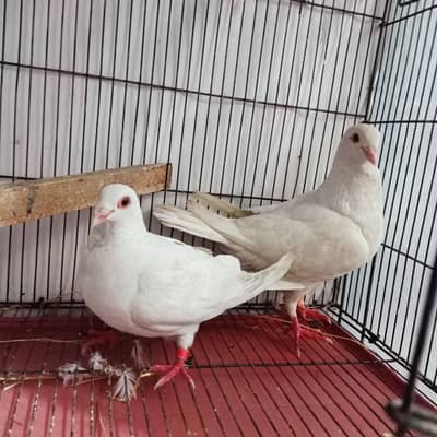 white Garazer Kasad Breeder Pair For Sale