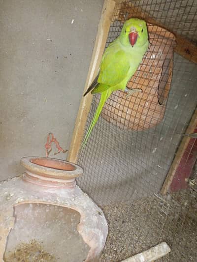 breeder female green 5000