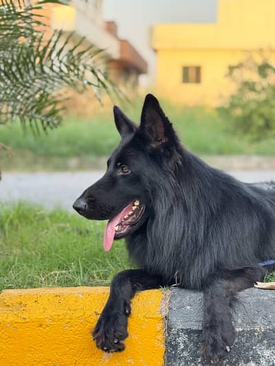 Available for cross/stud Black German Shepherd