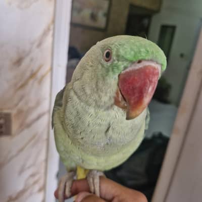 Raw Kashmiri Tamed Female. Talking, Semi Tame.