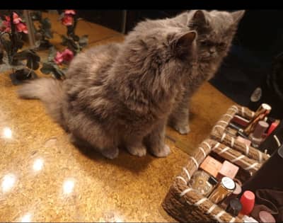 SALE SALE PERSIAN KITTEN SALE