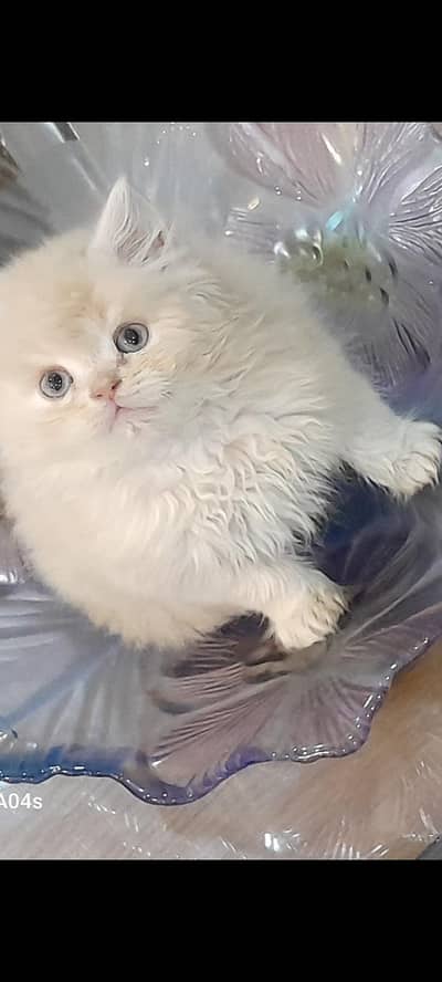 peki blood line kitten looking for new home