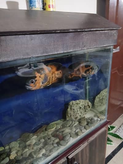 Big size oscars pairs for sale