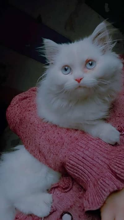 triple coat female kitten blue eyes