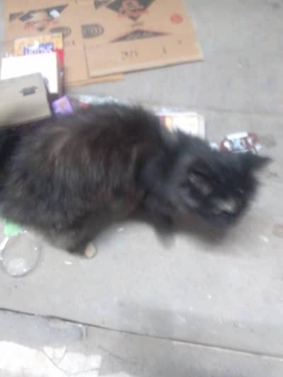 Vaccinated Persian Cat for Sale