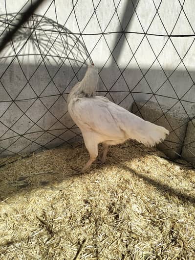 Breeder Heeri female