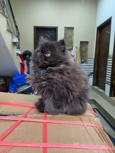 Persian ex punch piki bloodline