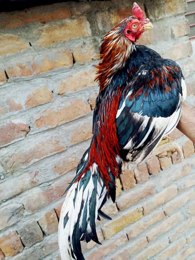 Amroha Male purity 90%