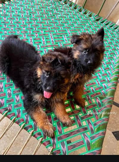 German Shepherd puppy for sale