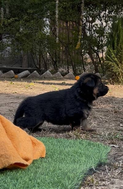 Pedigree German Shepherd Male / Female Puppies, GSD Puppy, Puppies