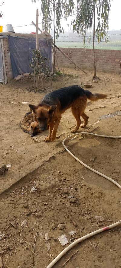 German shepherd dog for sale