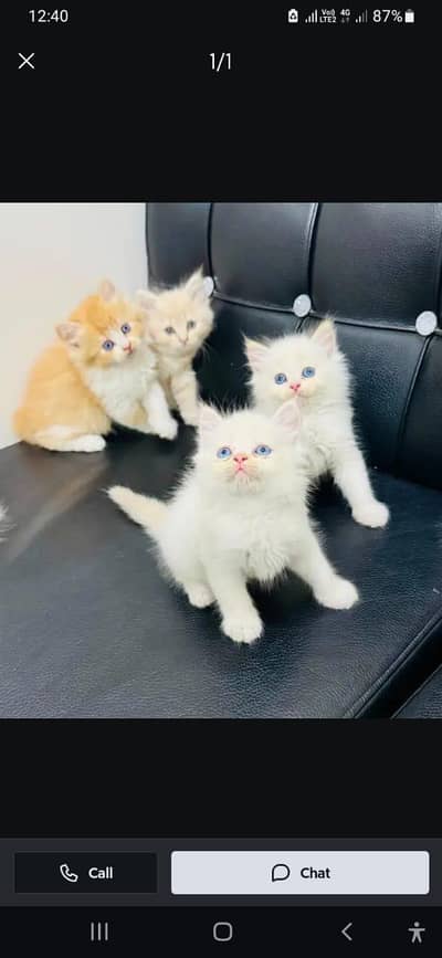 Persian cat kitten for sale. My WhatsApp 03472175246