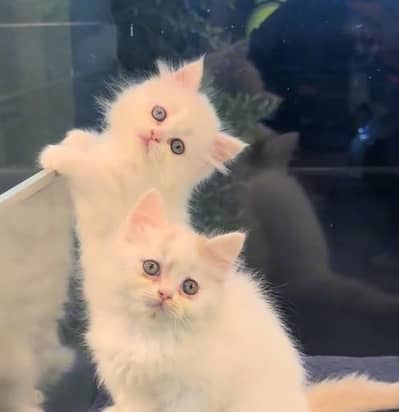 Persian cat kitten for sale. My WhatsApp 03472175246