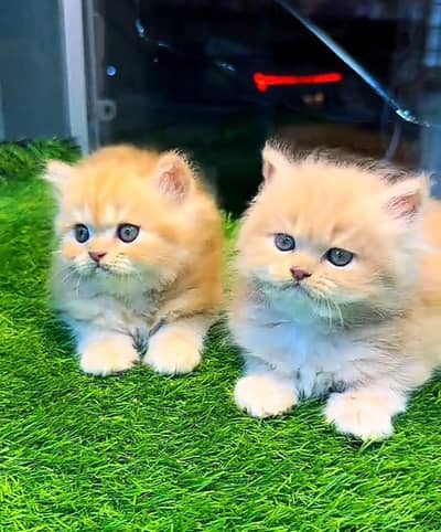 Persian cat kitten for sale. My WhatsApp 03472175246