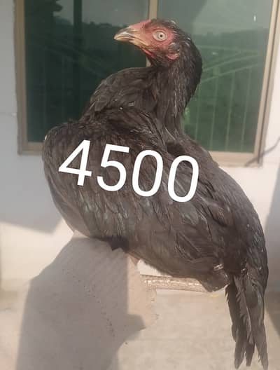 Amroha breed ar lasani aseel for sale pwd society islambad