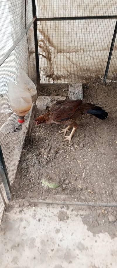 parrot beak female white Turkish hint mail or chiks