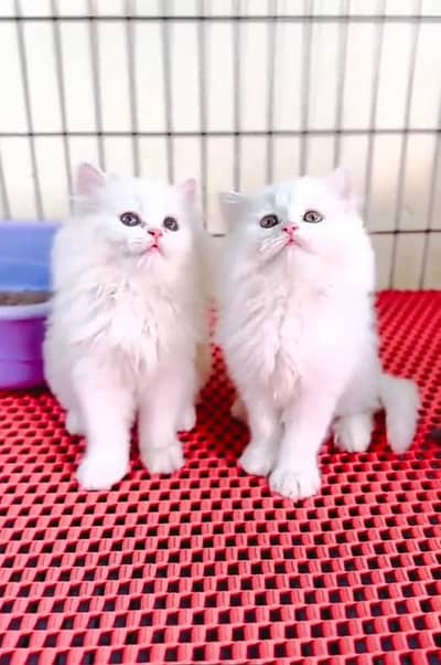 Persian cat kitten for sale. My WhatsApp 03472175246
