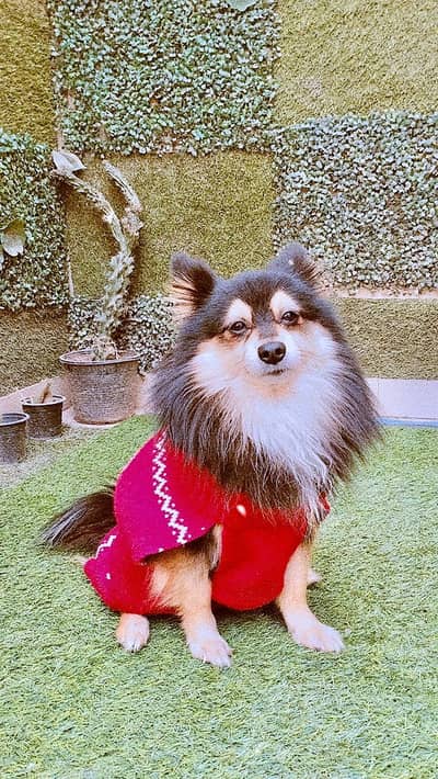 available meeting for breeding