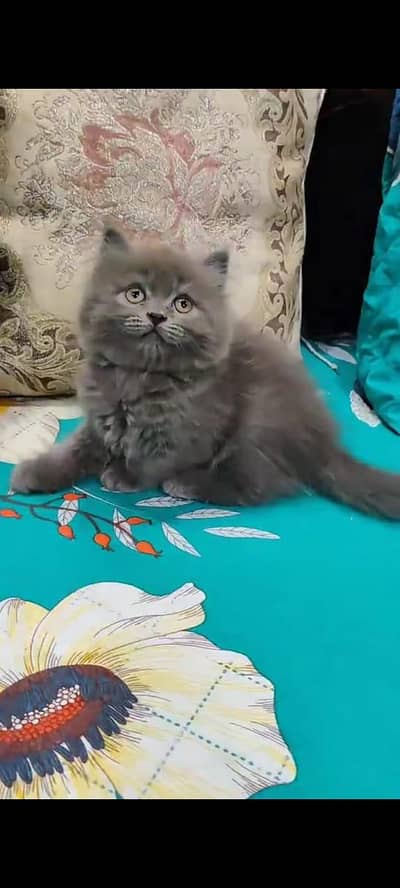 pure Persian cat grey colour vaccinated triple coted/0331/7823482/