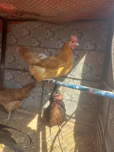 Egg laying 2 hens available