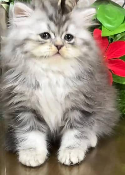 Persian cat kitten for sale my WhatsApp 03126762031