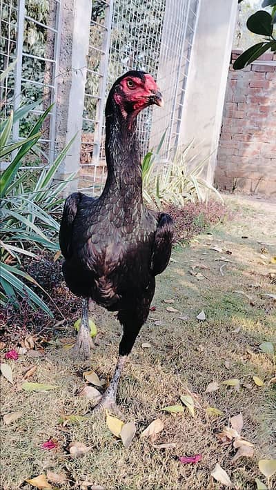 German black O Shamo