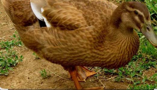 Pure duck khaki kambal eggs for sale 12 eggs = 600