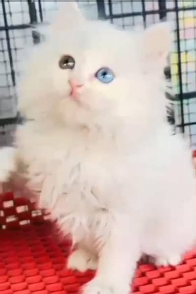 Persian cat kitten for sale. My WhatsApp 03472175246