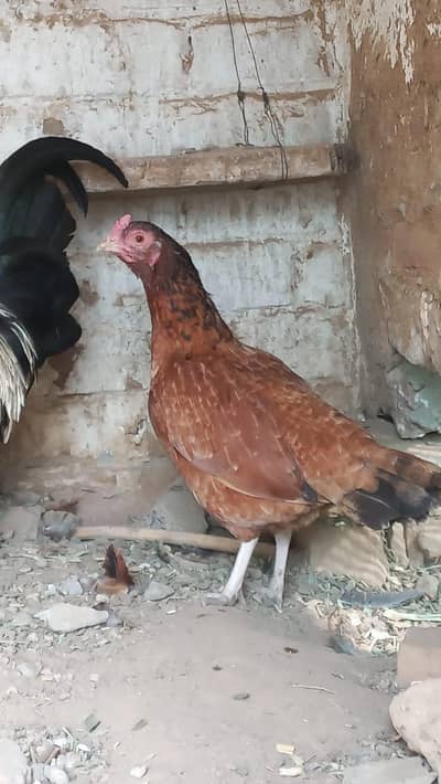 Bengum cross egg laying hen for sale