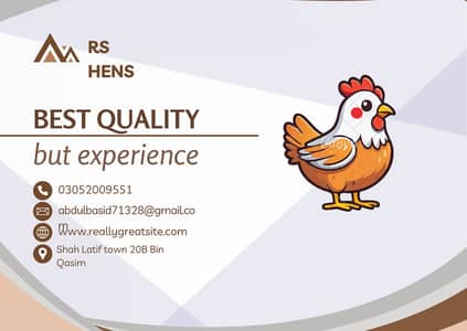 Mk hens best quality chicks