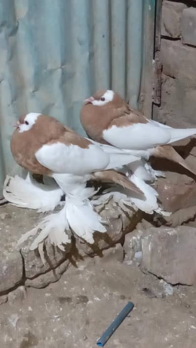 3 pair red. 2 pair  yellow