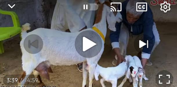 goat with 2 kids