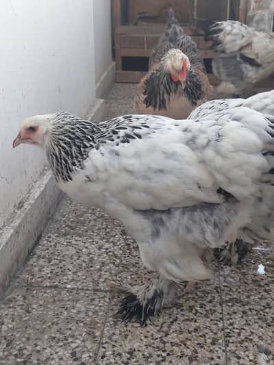 Brahma Hens For Sale
